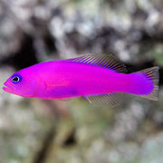 Strawberry Pygmy Basslet
